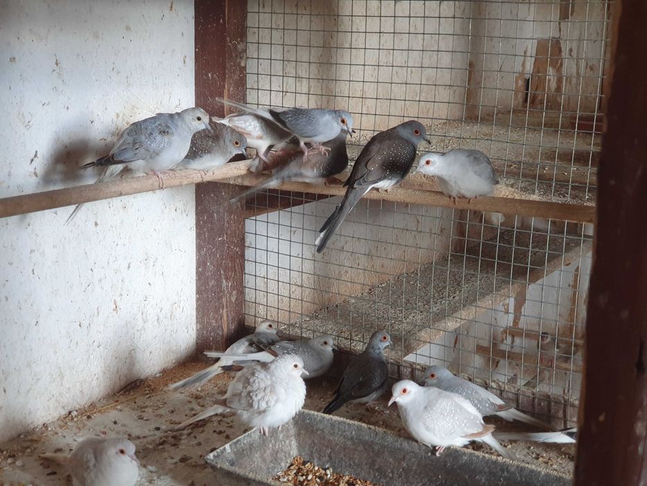 Sprzedam cukrówki ptaki