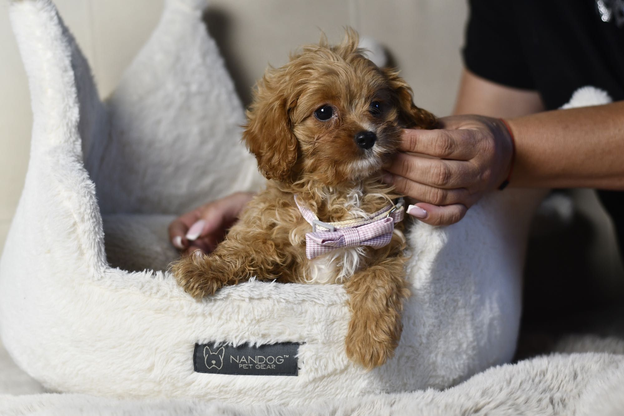 Cavapoo F1 RED BROWN wyjątkowa dziewczynka gotowa do odbioru
