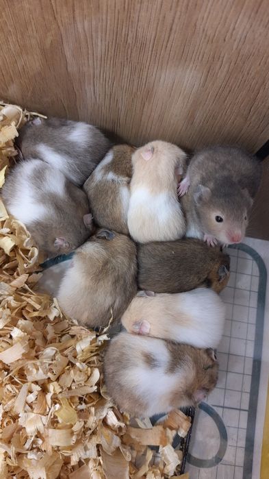 Chomiki chomik chomiczki chomiczek syryjski