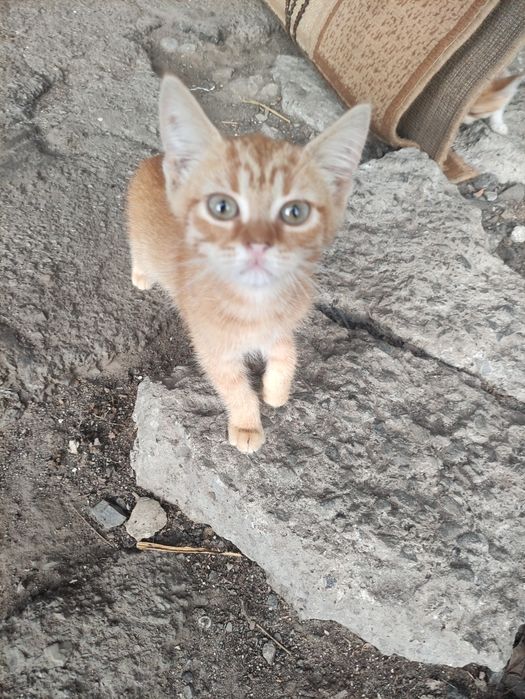 Котенята чекають люблячих господарів!