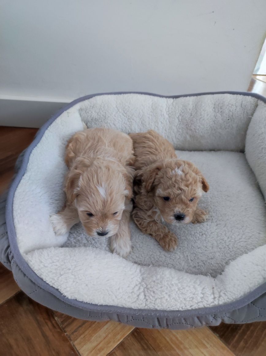 Maltipoo F1 cudne szczenię