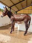 2 Burros mirandês