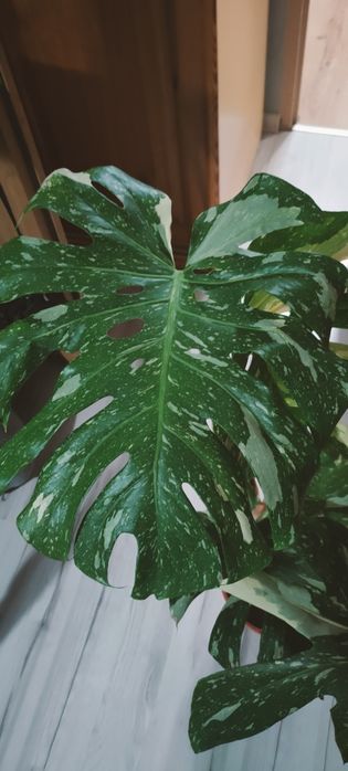 Monstera thai constellation