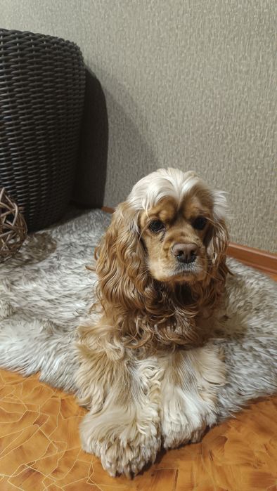 Ищем невесту американский кокер-спаниэль