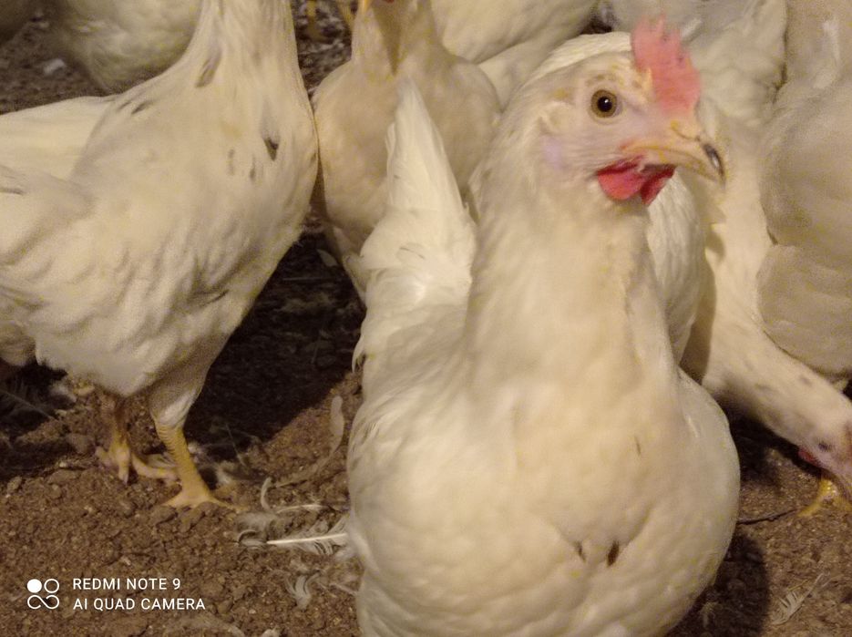 Sonia kurki leghorn nioski Sandy oraz leghorn