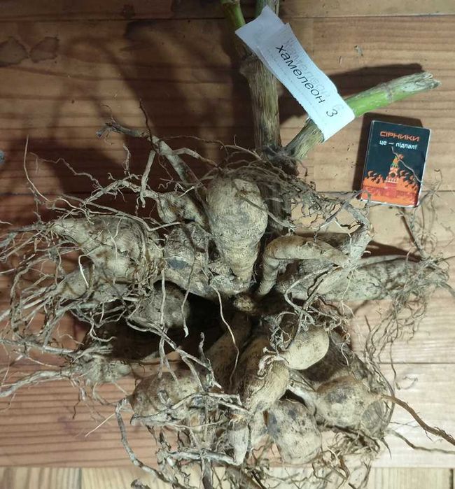 жоржини/георгини 1 (сорт хамелеон)