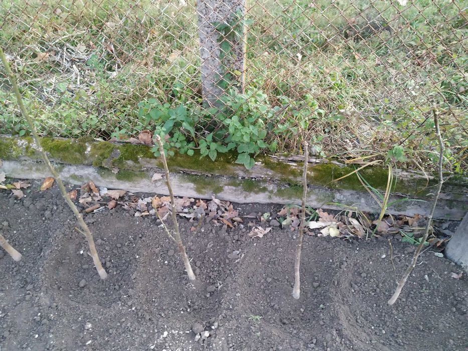 Горіх грецький (волоський) саджанці