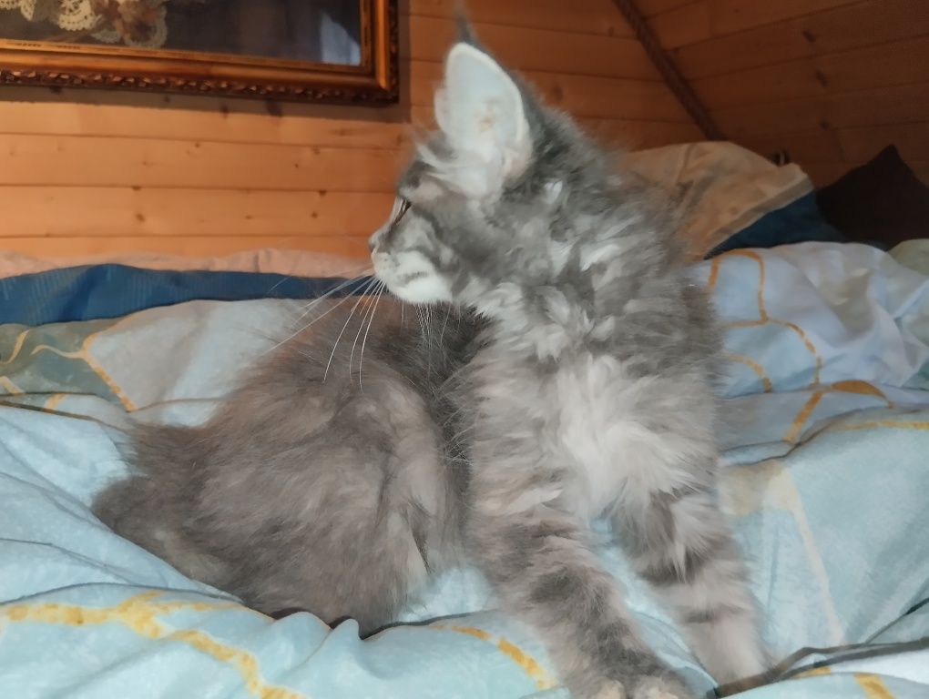 Ostatnia kotka niebieska Maine coon