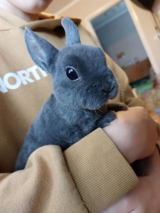 Karzełek rex niebieski, mini rex, hipoalergiczny, miniaturka