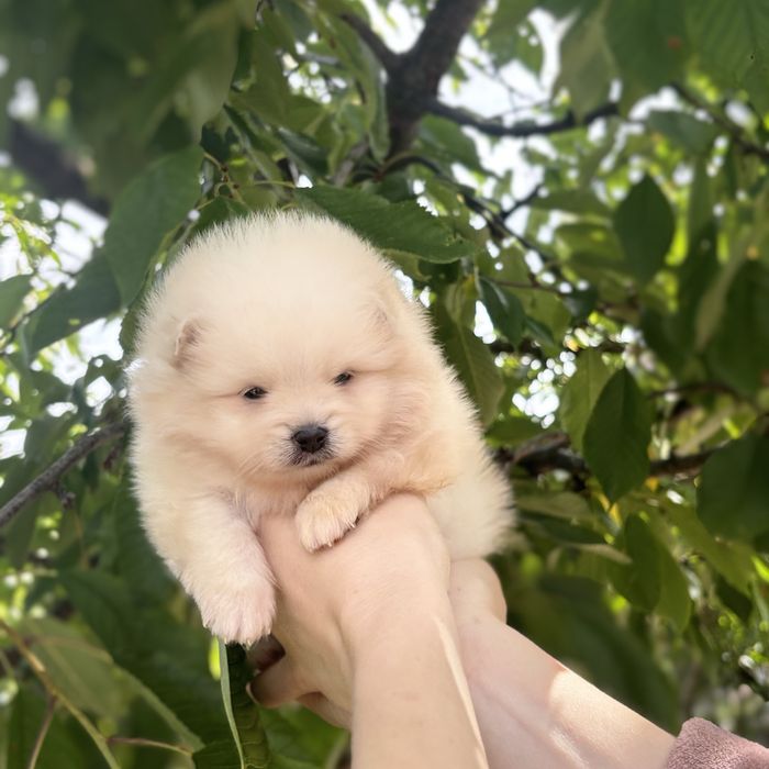 чудова дівчинка шоу классу