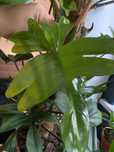 philodendron florida roślina