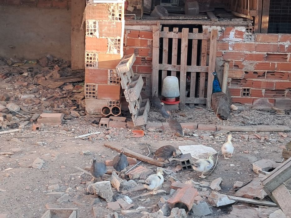 Vendo galinhas de angola