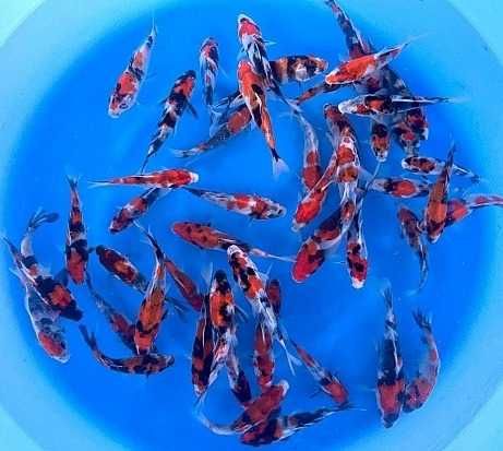 Rybki do oczka Japonskie Karpie koi import