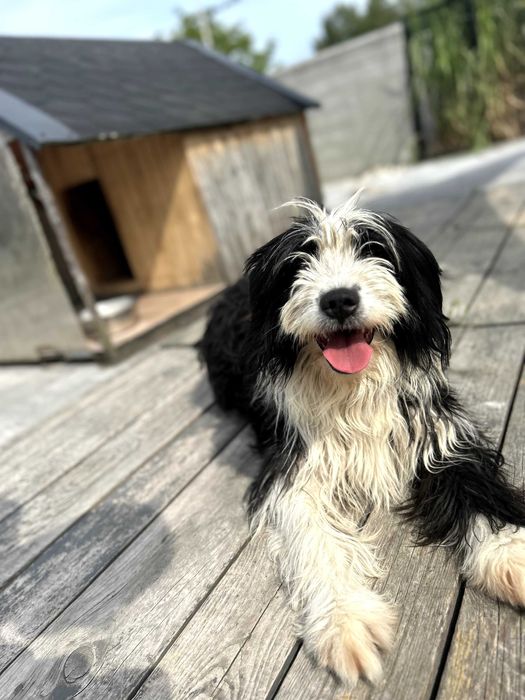 Dwie piękne suczki z pełnym wyposażeniem