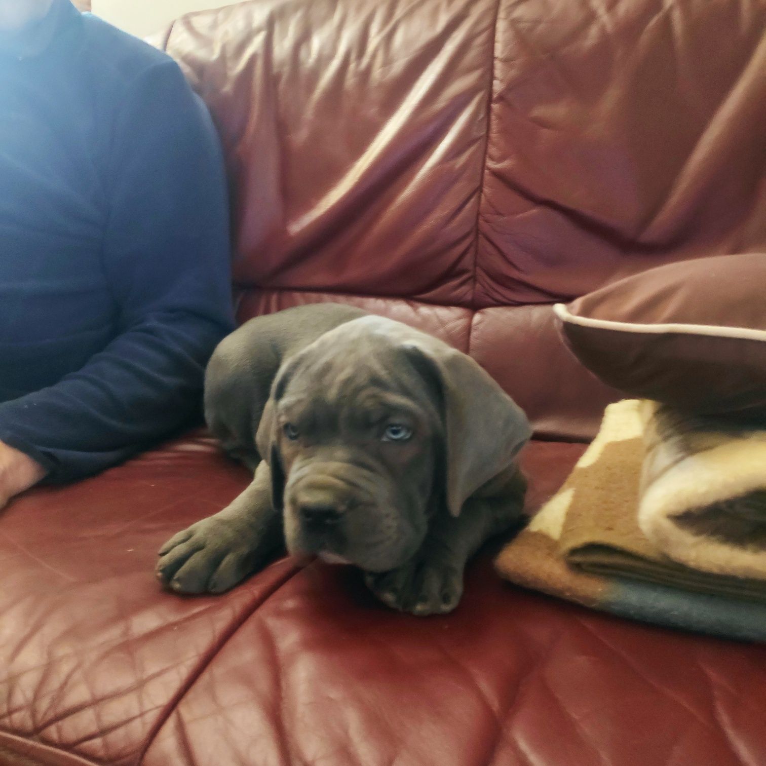 Cane corso niebieskooki samczyk z metryką FCI