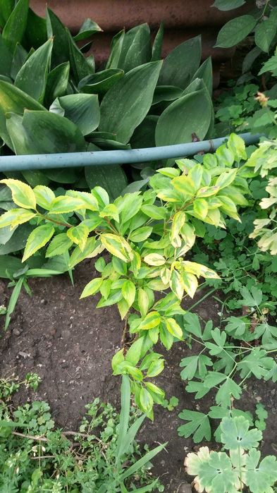 чагарники спірея, вейгела, форзиція, сніжкоягодник, та ін.