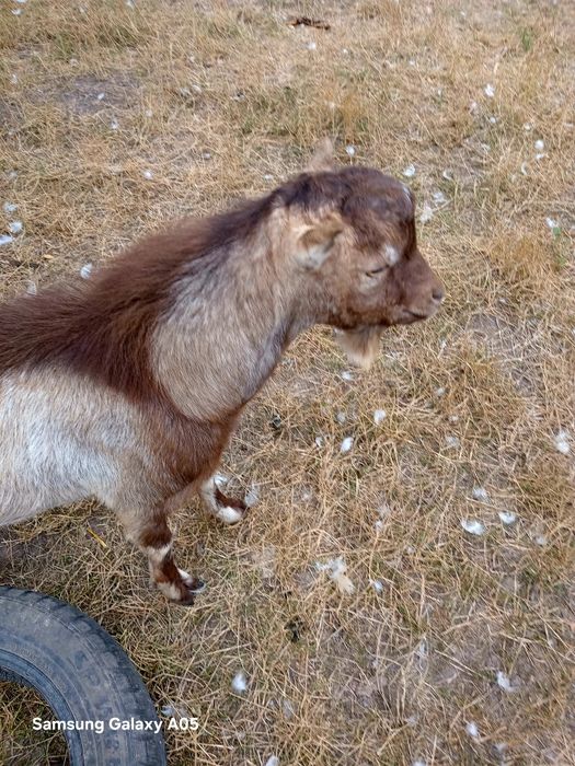 Продам Козлика  Ламанча