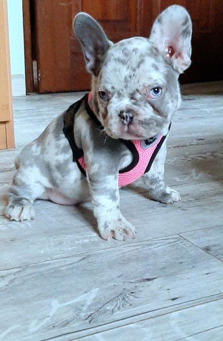 Buldog francuski sunia