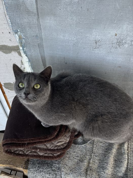 Луна привита и стерилизована