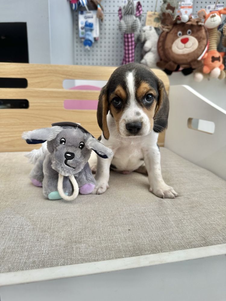 Beagle menino fantastico