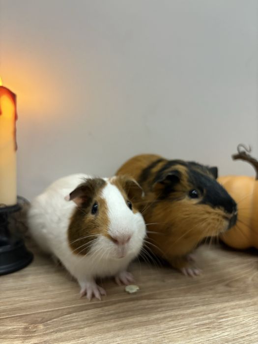 2 swinki morskie z klatką