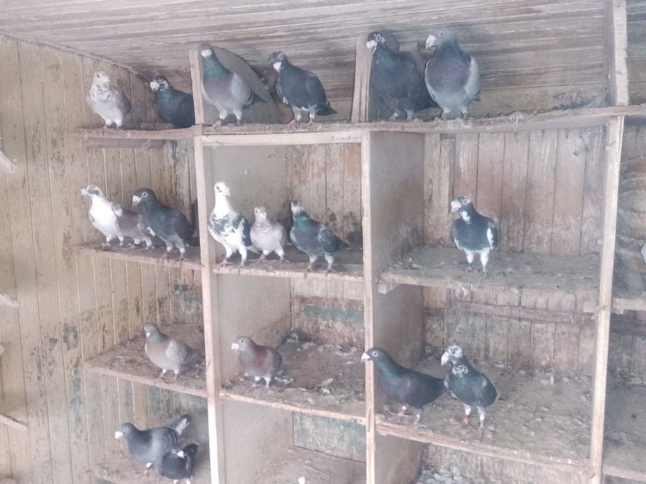 Gołębie staropolskie okazja