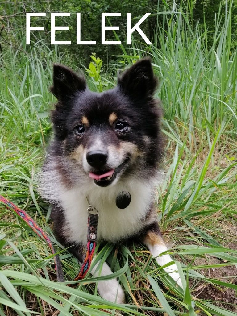 Psy polecają się do adopcji