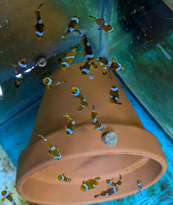 Peixes palhaço - Ocellaris