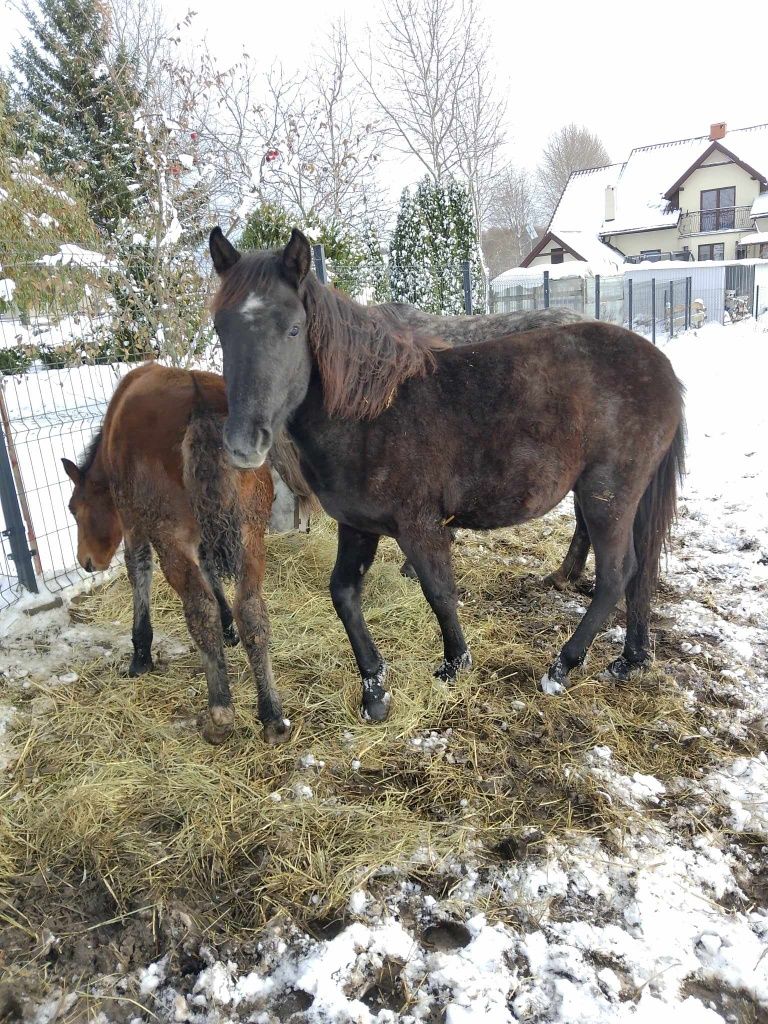 Sprzedam Klacz 18 miesięcy