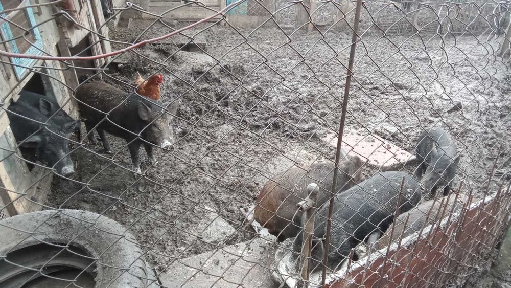 Продам Поросят КАРМАЛИ Вага різна