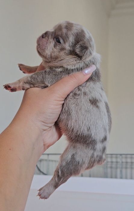 Bulldog Francês lilac merle tan fêmea