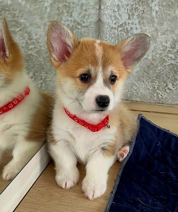 Цуценята Коргі КСУ