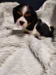 Cavalier King Charles Spaniel !