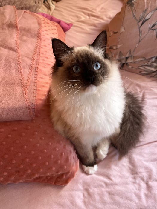 Ragdoll puchaty kocur/spokony/miziak bad genetyczne/ prawdziwy rodowod