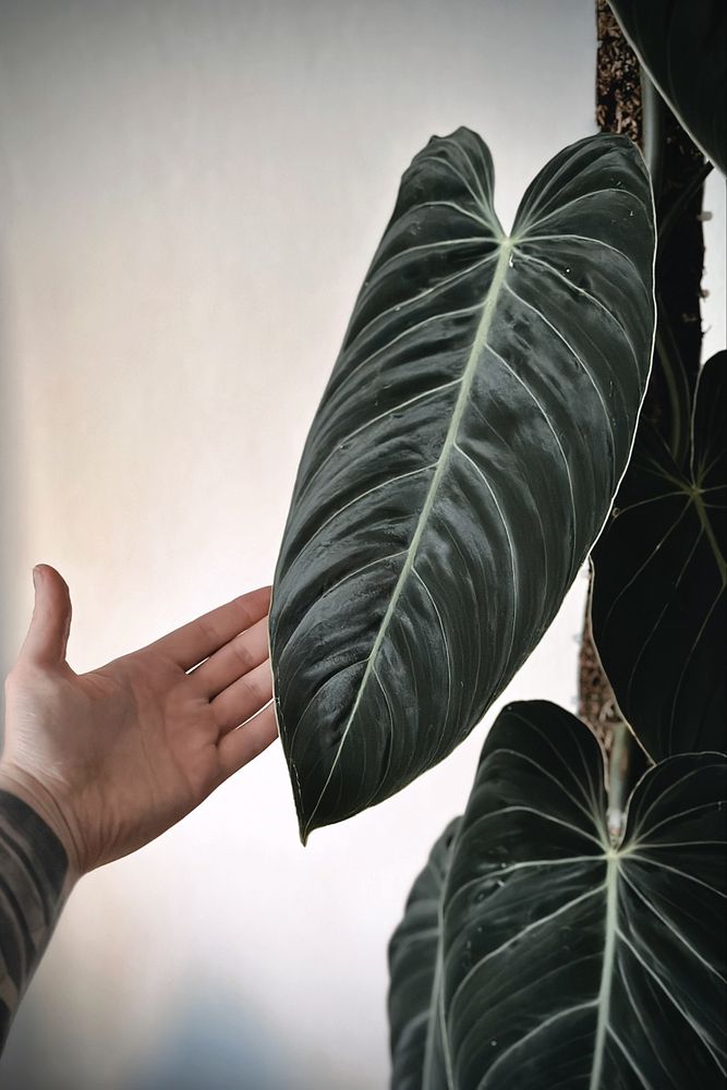 Philodendron melanochrysum BIG LEAVES - Filodendron melano duże liście