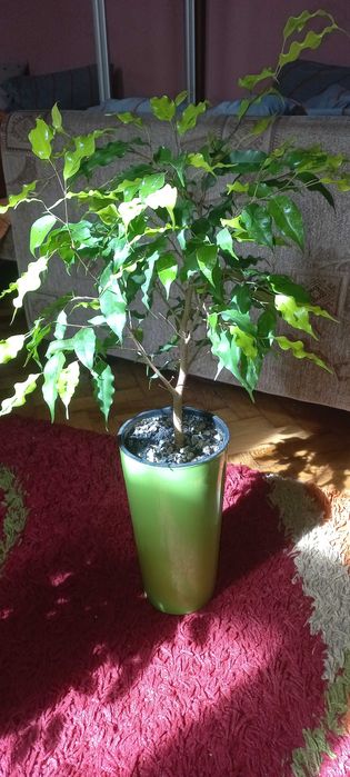 Вазон фікус Бенджаміна, висота з горщиком 1 м