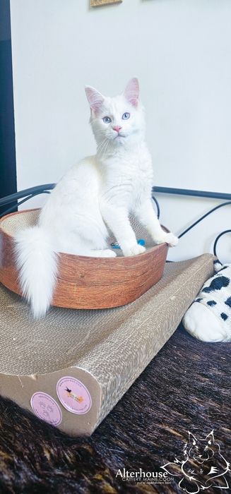 ZAREZERWOWANA Maine Coon kotka biała niebieskie oczy rodowód Felis Pol