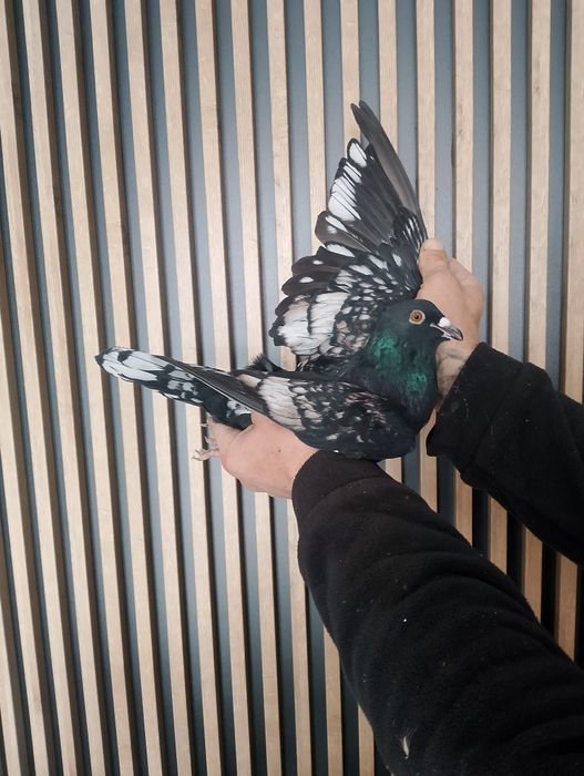 Gołąb pocztowy opal