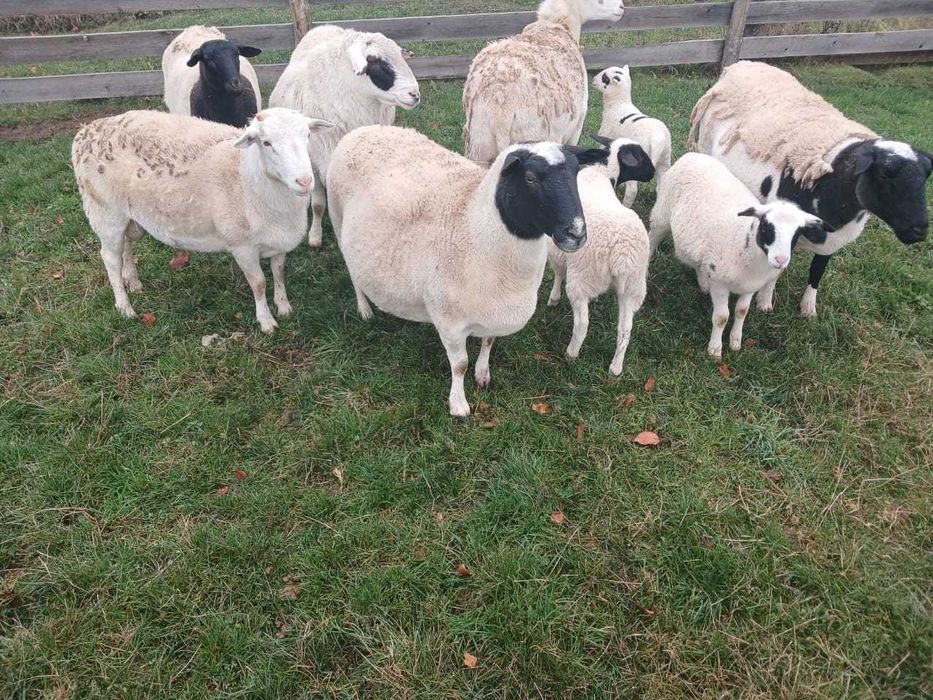 Барани та вівці породи Дорпер і кроси