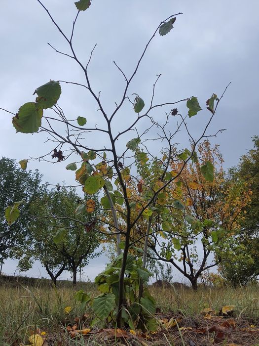 Фундук Трапезунд Саджанці, гарантія сортності, Відводки а не сіянці