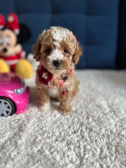 Доставка закордон! Преміальні мальтипу ред браун maltipoo f1