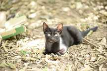 Gatinho (Pequeno 2,3 meses)