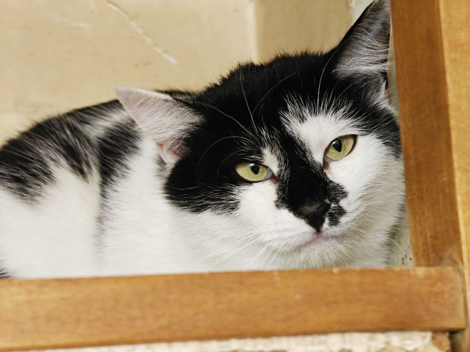 Термінове прилаштування! Киця Мілка 1рік няшна ніжна спокійна кішка