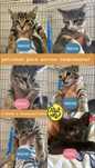 Gatinhos bebés para adoção responsável