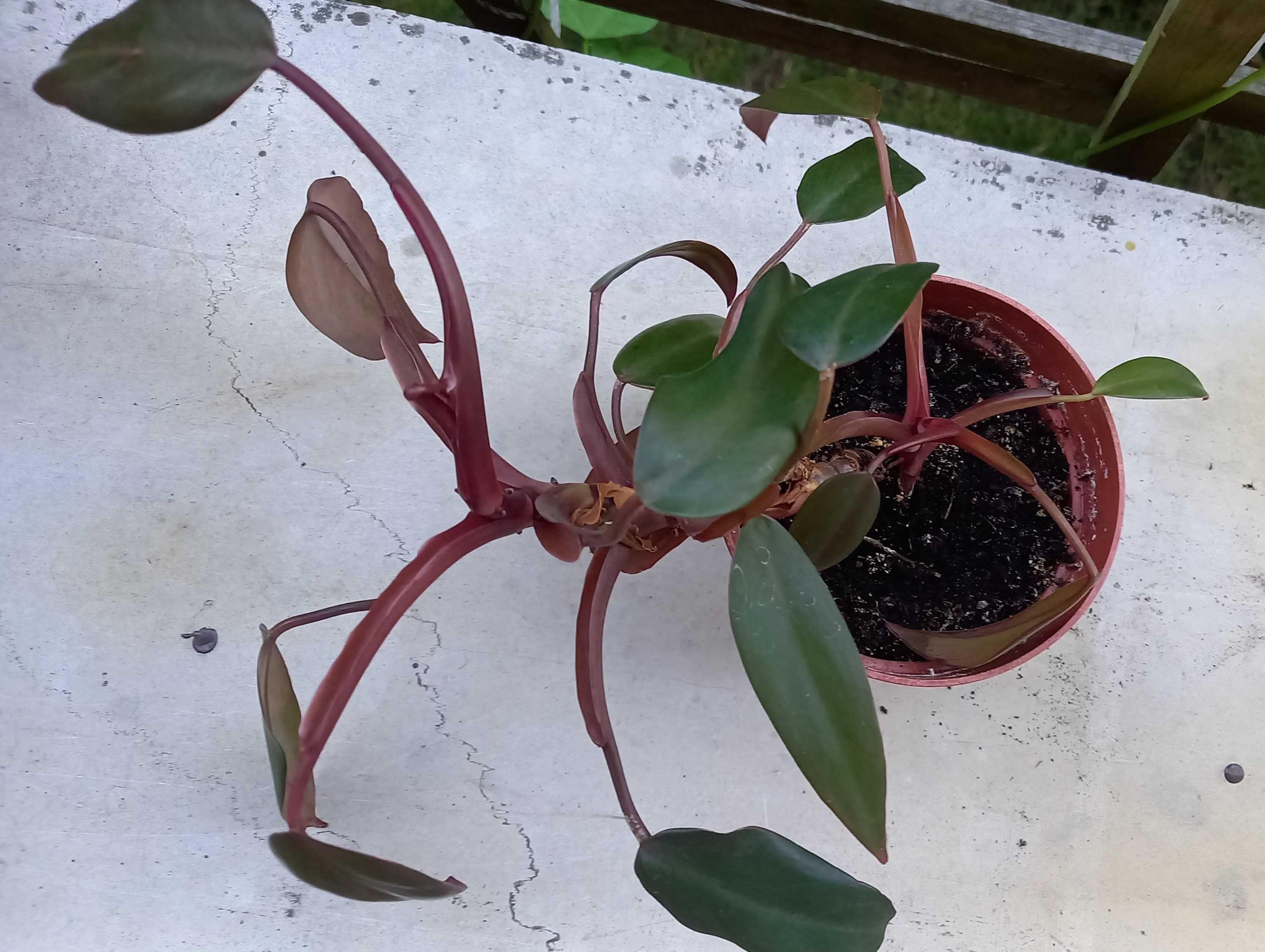 filodendron czerwieniejący