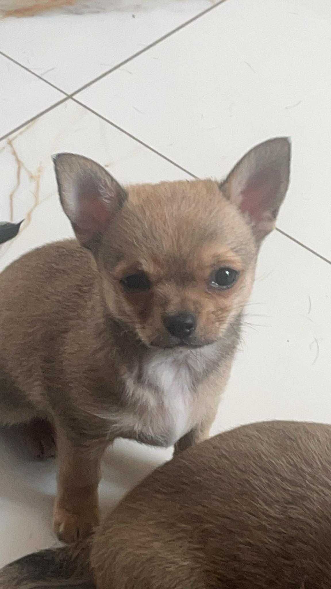 Szczeniak chihuahua