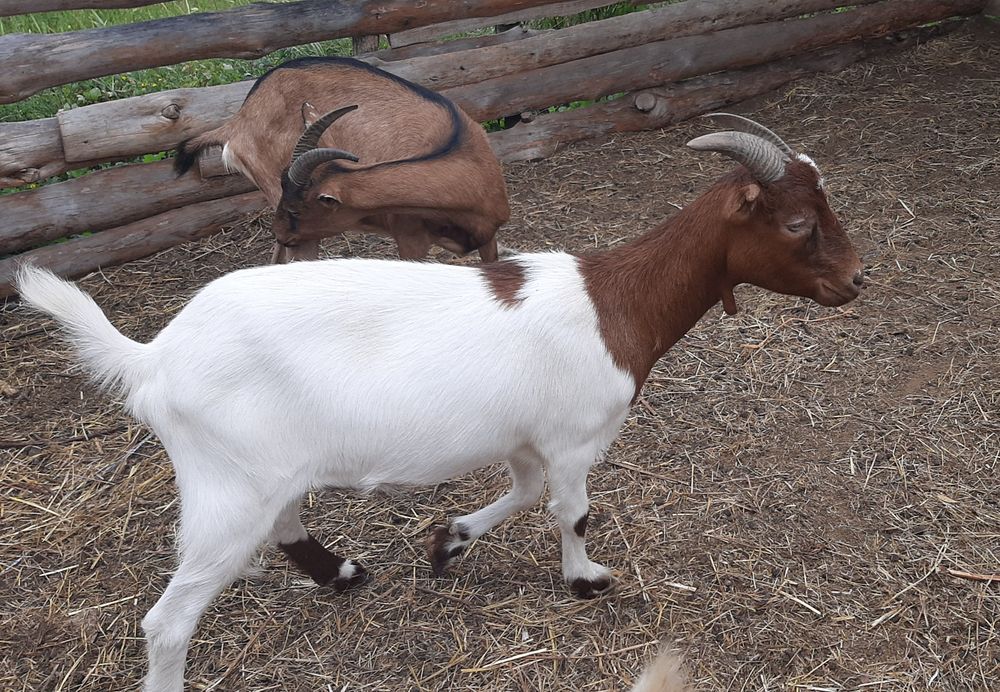 Молодая коза.  Козы. Бурская с ламанчей.