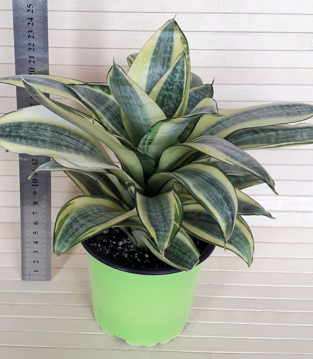 Сансевієрія Голден ханні