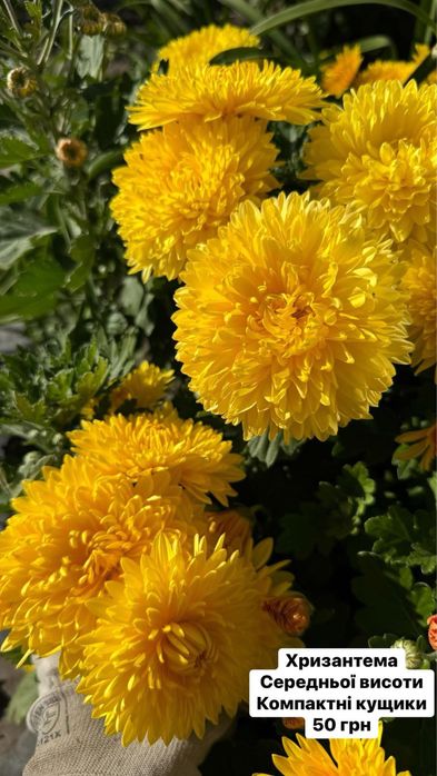 Хризантема різнокольорова