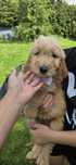 Goldendoodle f1 standard piesek
